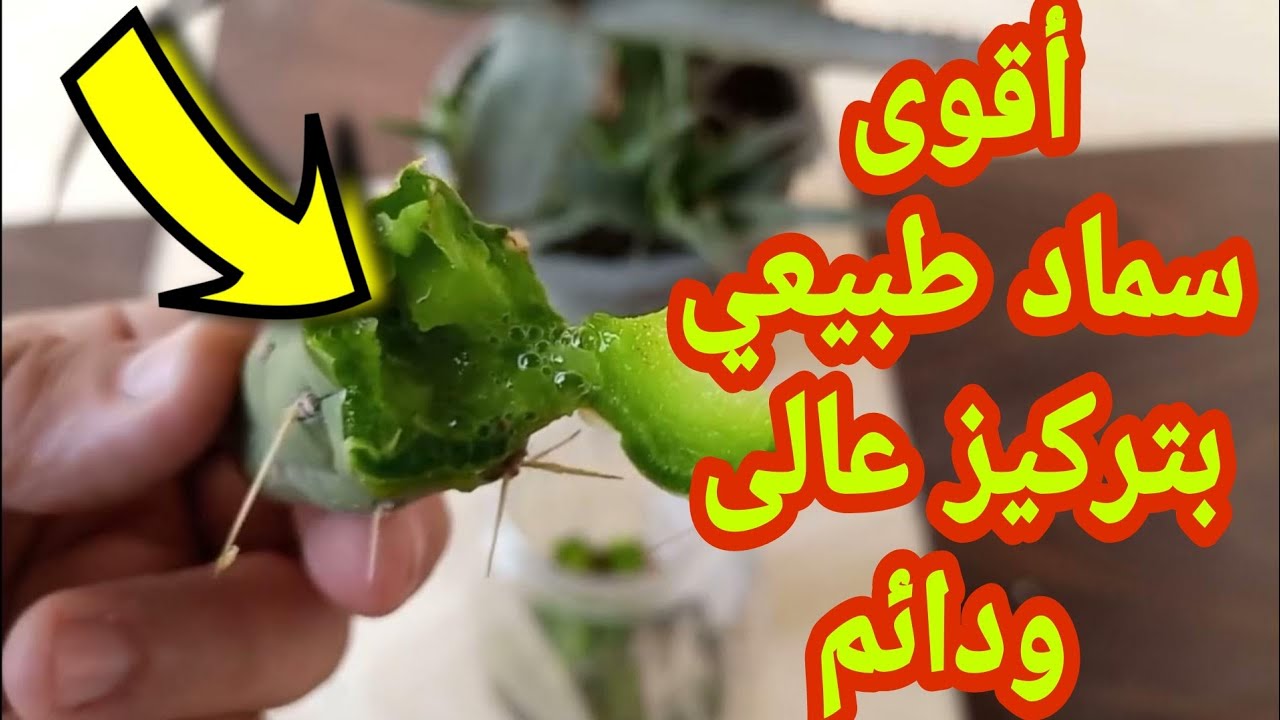 تحويل الصبار إلى مغذي للنباتات