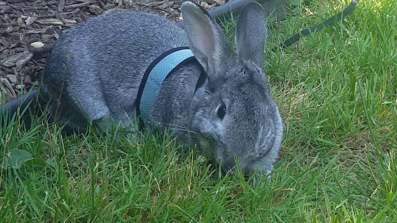 Pet Chinchilla Rabbit Eating Grass 
