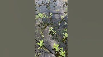 Tác dụng của rong đuôi chó trong nuôi ốc nhồi, ốc bưou đen