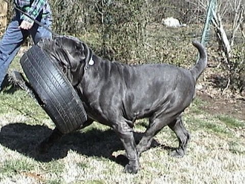 big neapolitan mastiff