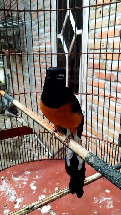 murai batu ngriwik isian