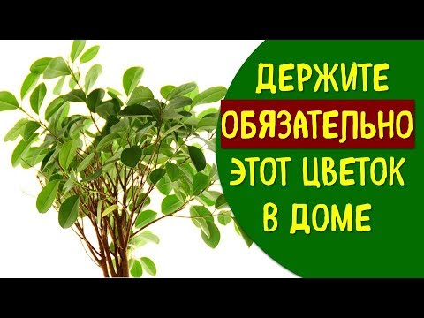 Держите этот цветок ОБЯЗАТЕЛЬНО дома , приносит благополучие , защищает | Эзотерика для Тебя Советы
