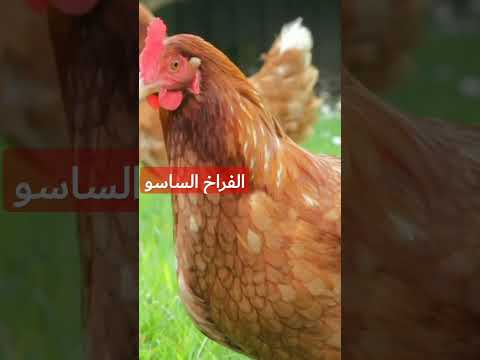 حجم فراخ الساسو
