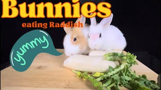 HUNGRY BUNNY RABBITS EATING RADDISH | @HungryPetsASMR by HUNGRY PETS ASMR 246 views 1 month ago 7 minutes, 55 seconds