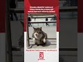 İstanbul Sirkeci’de yorgun ve uykulu bakışlarla duran kedi sosyal medyada yoğun ilgi gördü...