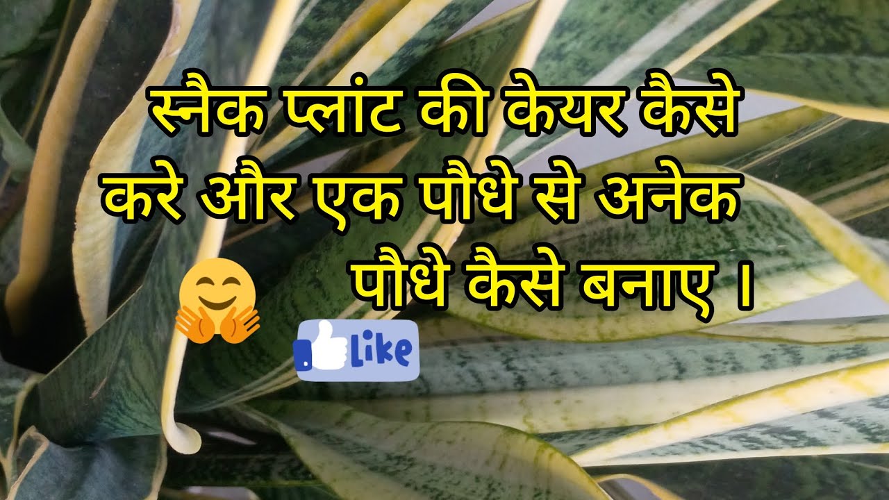 स्नैक प्लांट की केयर कैसे करें और एक पौधे से अनेक पौधे कैसे बनाए।