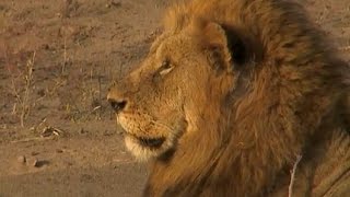 July 2 WildEarth Sunrise SafariLIVE Thandi, BBoy, Karula &amp; Cubs