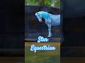 Blue horse has a fascination with water #starequestrian #videogameland #shorts #peaceful #relaxing