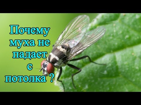 Вверх ногами, или Почему муха не падает с потолка|| Занимательная БИОЛОГИЯ для детей