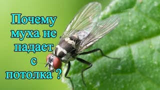 Вверх ногами, или Почему муха не падает с потолка|| Занимательная БИОЛОГИЯ для детей