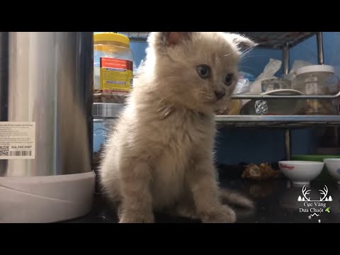 Thử Thách Trông Miếng Giò | Cục vàng và Dưa Chuột