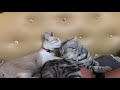 Кошечка и котик