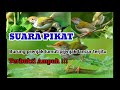 Suara pikat terampuh SUARA PIKAT burung prenjak lumut || terampuh burung liar  langsung mendekat