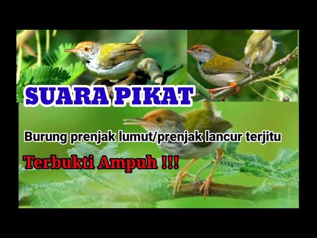 Suara pikat terampuh SUARA PIKAT burung prenjak lumut || terampuh burung liar  langsung mendekat class=