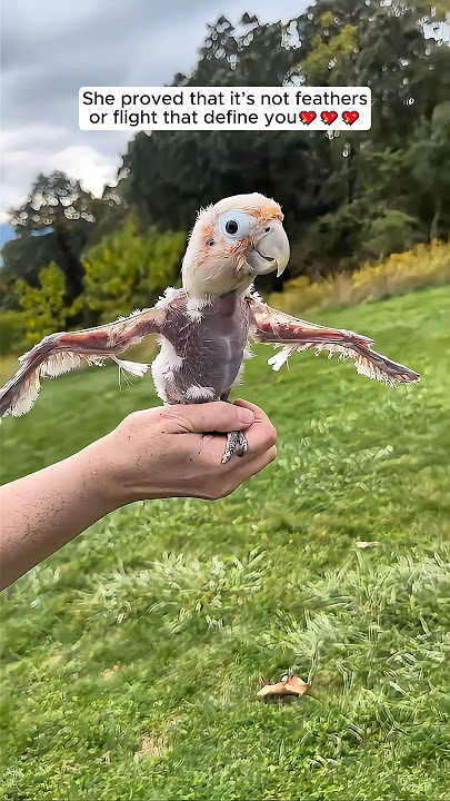 A kind family rescued a baby bird fallen outside their window