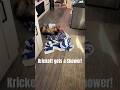 Krickett the Yorkie Dog gets a Shower! #yourkie #puppy