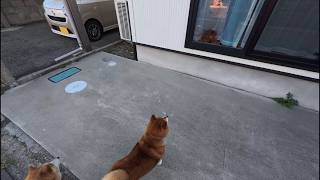 猫さんをのぞく時、猫さんもまたこちらをのぞいているのだ フリードリヒ・ニャーチェ