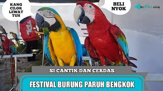 FESTIVAL BURUNG PARUH BENGKOK || SI CANTIK DAN CERDAS YANG SETIA KEPADA TUAN-NYA