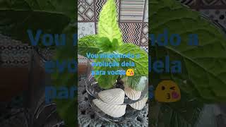 mudinha de hortelã#shorts,#horta,#plantas.