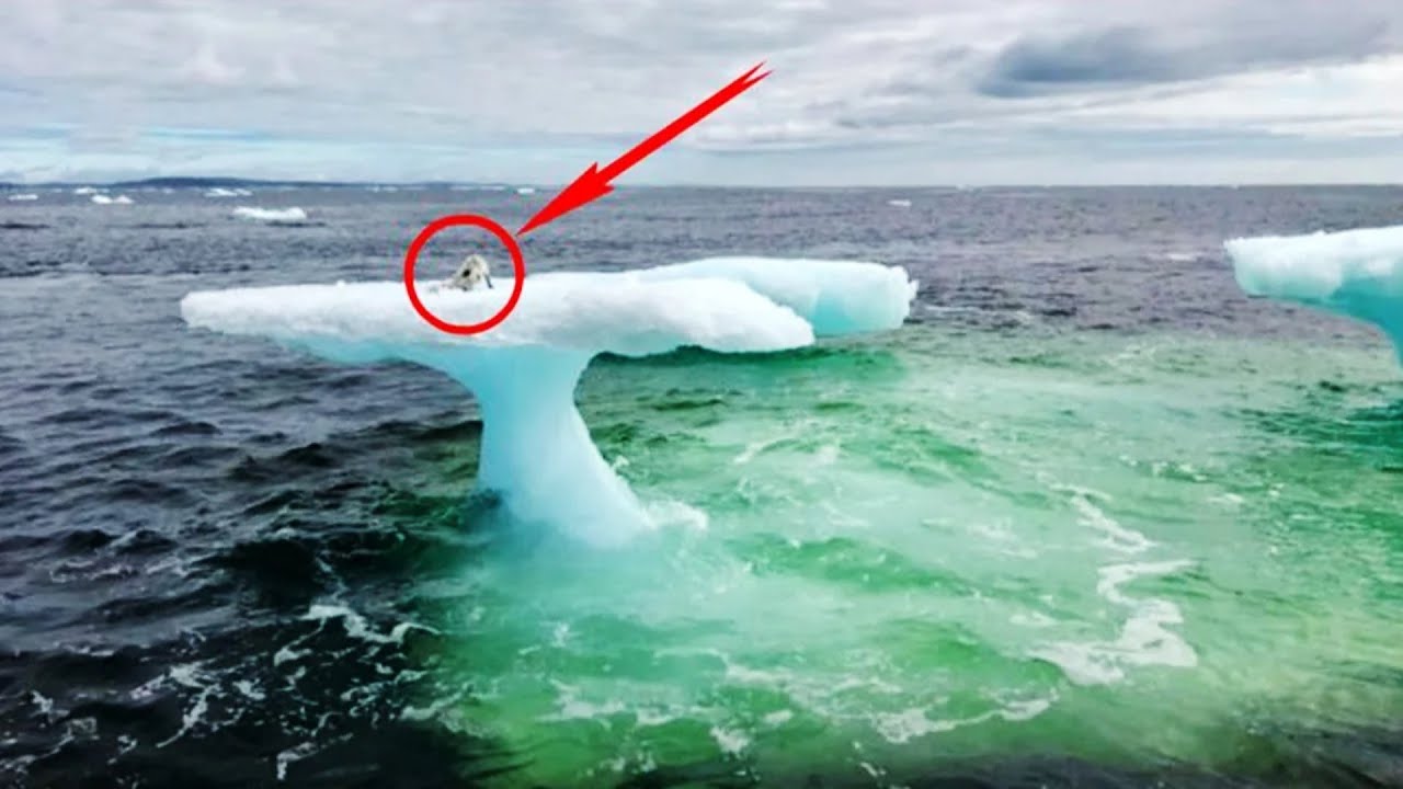 Рыбаки увидели нечто удивительное на айсберге , приблизившись они не ...