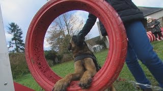 Jouer avec son chien