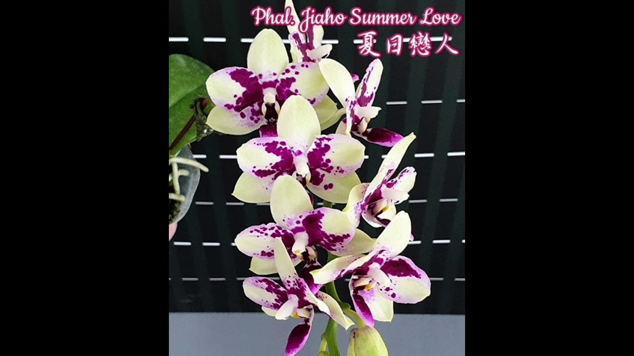 Орхидея summer love фото и описание