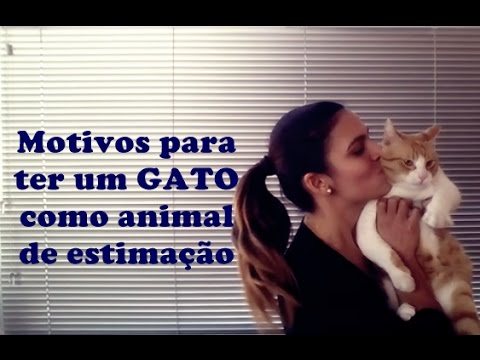 Vídeo: Gato Tonkin: Descrição Da Raça E Fotos, Como Cuidar E Manter Um Animal De Estimação, Avaliações Do Proprietário