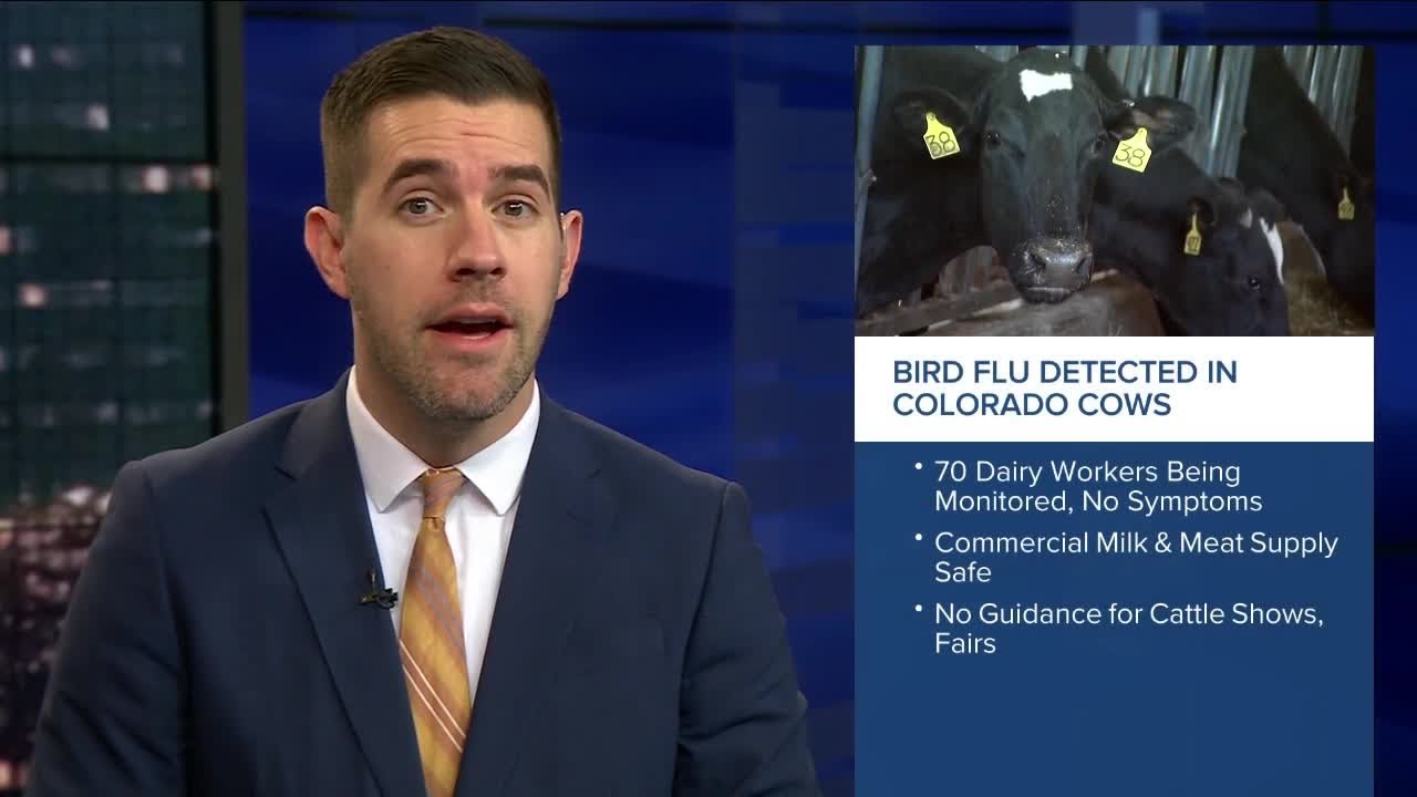 Second potential Bird Flu outbreak in Colorado - YouTube