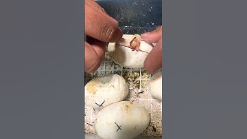I was shocked when cutting this Clutch of Ball Python Eggs! #animals #shorts #snake