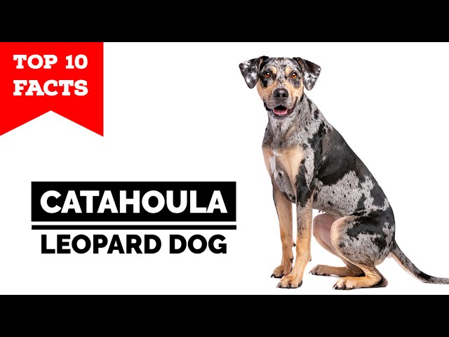 Catahoula Leopard Dog - Top 10 Facts - Youtube