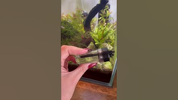 Thumbnail of Let’s talk CO2 | how to grow aquarium plants