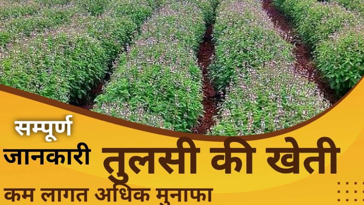 तुलसी की खेती। तुलसी की खेती की पूरी जानकारी। तुलसी की खेती कैसे की जाती है। मीठी तुलसी की खेती।