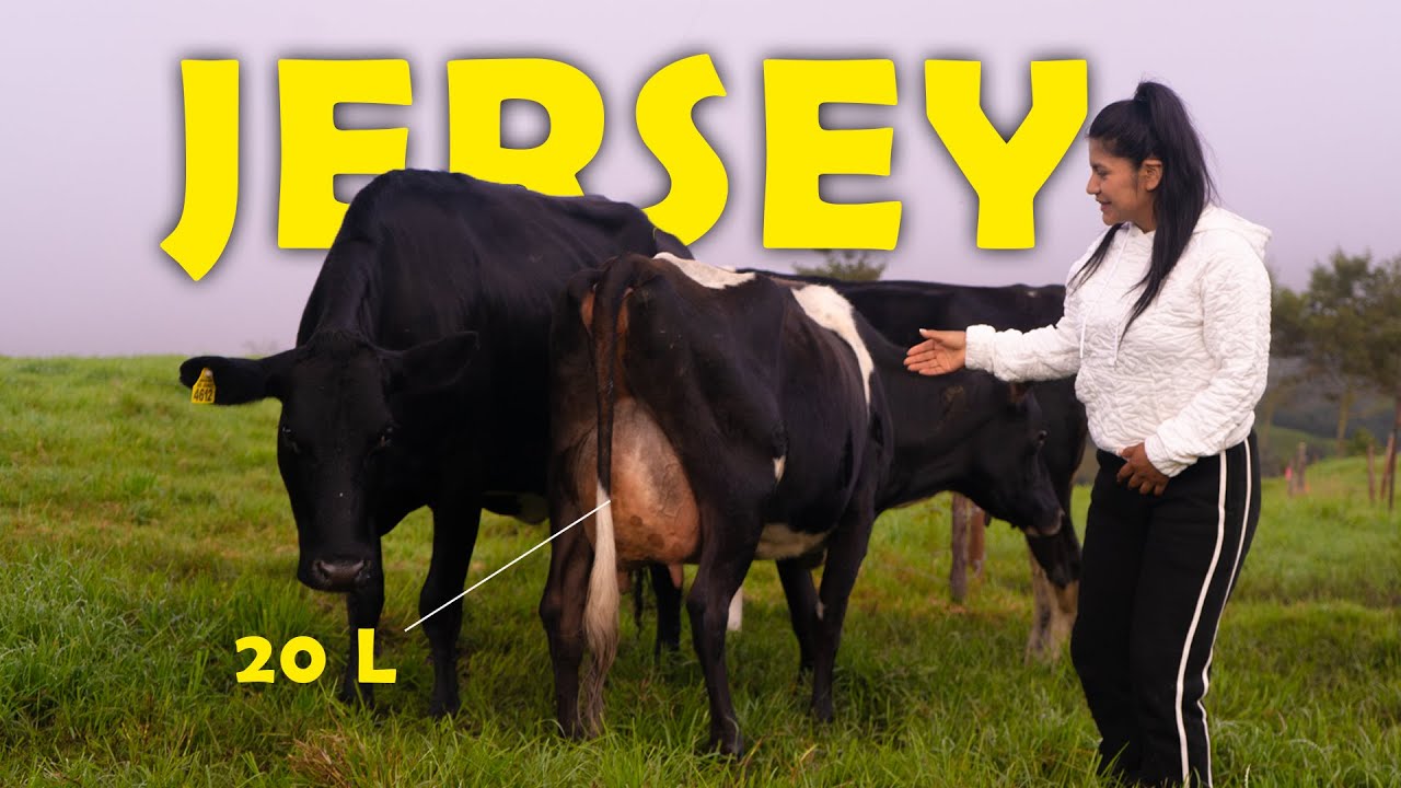 Esta Finca Produce 100 L al día con 5 Vacas JERSEY 🐂