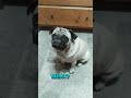 El perrito carlinopug llamado bubbles se hace una pregunta