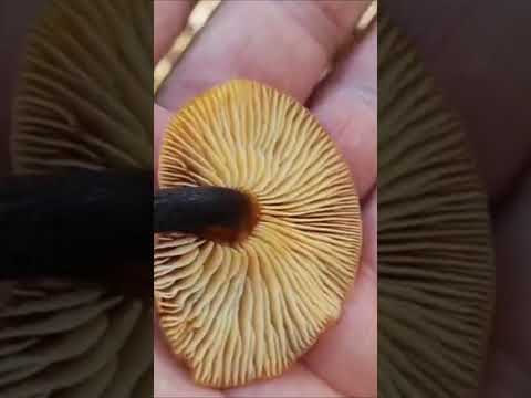 А вы видели как растут зимние опята?! #Flammulina_velutipes#лесные_грибы_на_кубани