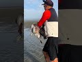 SAVING a bird tangled in fishing line