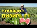 АРБУЗ «новый» ВИЗИРЬ F1. Бесконечная урожайность!!!!