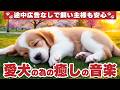 【途中広告なし】🐾犬が落ち着くリラックス音楽🐾長時間お留守番BGM🎶