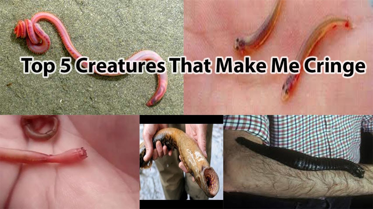 Top 5 Creatures That Make My Skin Crawl Youtube