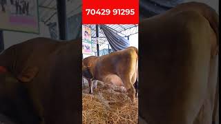 TOP JERSEY COW FOR SALE WITH 6 %  MILK FAT