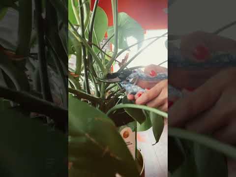 Video: Angelica Voortplanting - Hoe om Angelica-kruieplante voort te plant