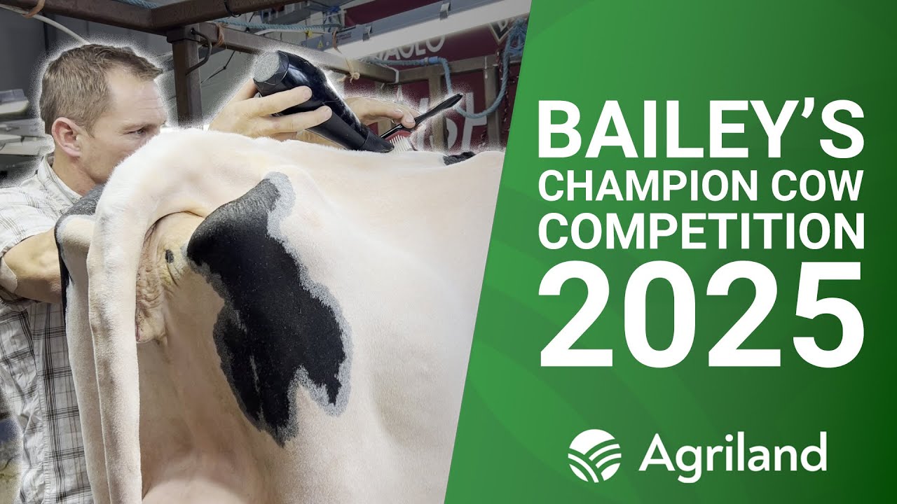Behind the scenes at the 2025 Bailey's Irish Champion Cow competition