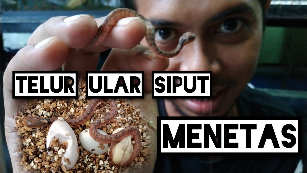 Telur Ular Siput Ku Akhirnya Menetas Keeled Slug Snake Eggs Hatcling Youtube