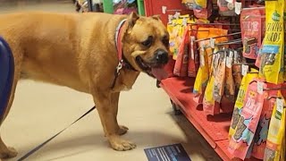 Canecorso picks out treat's at Petco