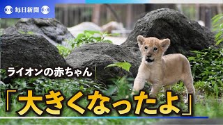 「大きくなったよ」　ライオンの赤ちゃん公開　愛媛のとべ動物園