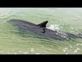 Awesome Up-Close Dolphin Encounter in North Naples, FL 06/02/17