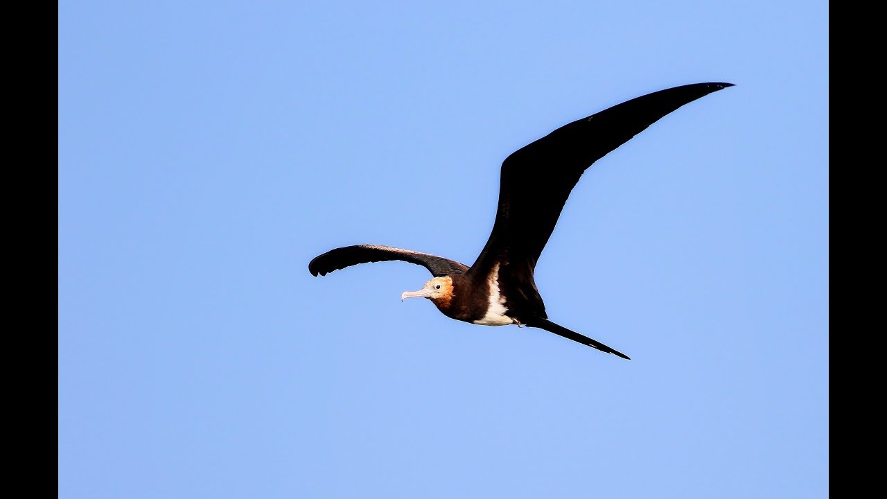 Lesser frigatebird, 白斑軍艦鳥 