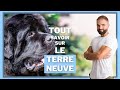 Race de chien terre neuve  caractre dressage comportement sant de ce chien de race