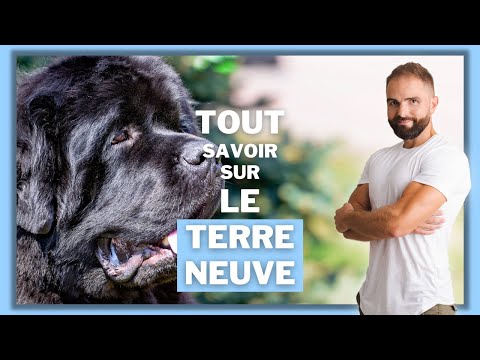 Vidéo: Ce qu'il faut savoir avant de prendre un chien de Terre-Neuve