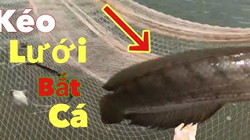 KÉO LƯỚI BẮT CÁ MIỀN TÂY